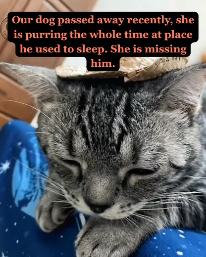 5.1K views · 270 reactions | This image hit me hard. Remember when Whiskers kept sleeping in the dog's bed after Buster passed? Animals grieve so deeply, don't they? Sending gentle hugs to anyone who's experienced this kind of pet loss. They’re family. ❤️ We just have to shower them with extra love and cuddles. | Cat Lovers Club | Facebook