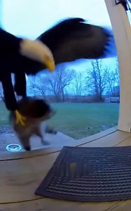Raccoon caught on camera getting scooped up by bald eagle! | Bounce Break Protocol