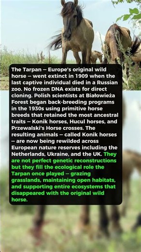 This Extinct Horse Roamed Europe — And It's Being Built From Scratch #shorts