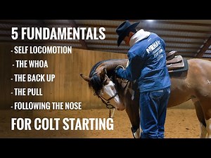 Master These 5 Colt Starting Fundamentals & Build A Bomb Proof Foundation
