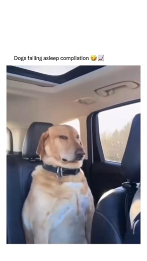 Dogs falling asleep compilation 🤣✉️