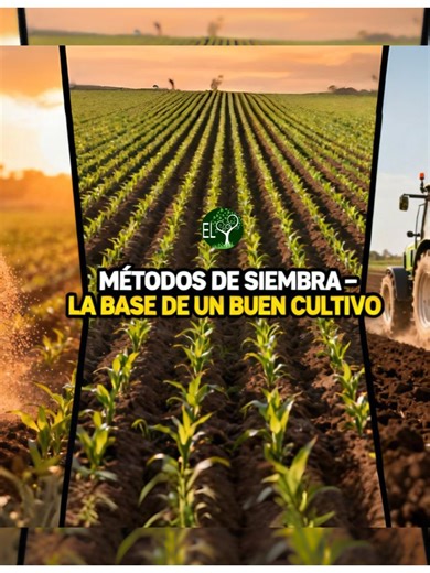 ✅ ✨ Métodos de Siembra – La Base de un Buen Cultivo 🌾🌱 #metodosdesiembra #agricultura #elcortacespedmantenimientos 🌱🌍 ¿Sabías que la forma en la que siembras puede marcar la diferencia en el rendimiento del cultivo? Existen distintos métodos de siembra, como la siembra directa 🚜, la siembra a voleo 🌾 o la siembra en líneas, y cada uno se adapta a diferentes tipos de suelo y cultivos. Elegir el método adecuado permite mejorar la distribución de las semillas, optimizar el uso de recursos 💧 