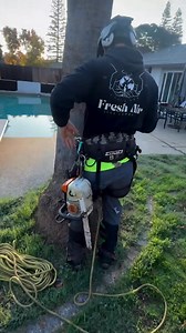 233K views · 3.1K reactions | "When the grounds not an option, you climb like you mean it." - @freshairtreeexpert Being so tall and slim, palm trees can pose a significant challenge for arborists. However, with the right equipment and knowledge, climbing them becomes a breeze. Who else loves these kind of climbs? : @freshairtreeexpert | Sherrilltree | Facebook