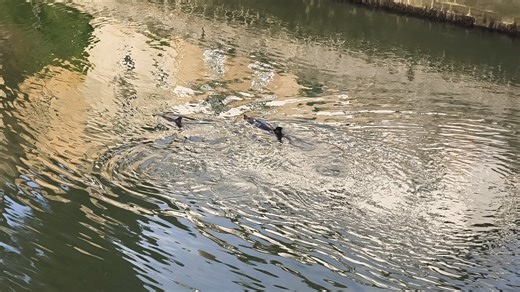 Des dauphins observés dans le port de Saint-Goustan, ce lundi matin. https://www.letelegramme.fr/morbihan/auray-56400/a-auray-trois-dauphins-observes-ce-lundi-matin-dans-le-port-de-saint-goustan-video-6889505.php | Le Télégramme Vannes