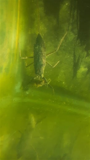 Killer predator insect kills and eats another predator insect. Alien insect #insects #belostmatidae