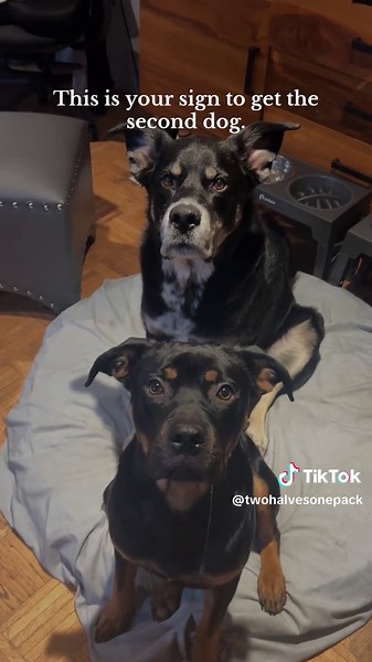 Your Sign to Welcome a Second Dog into Your Home