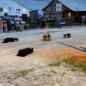 Border collies expertly herd a group of ducks 👏 🐶 | Rush Brush