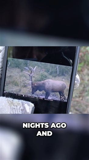 Big bull shows up on camera! Can we catch up with him!? #buckstorm #elk #bullelk