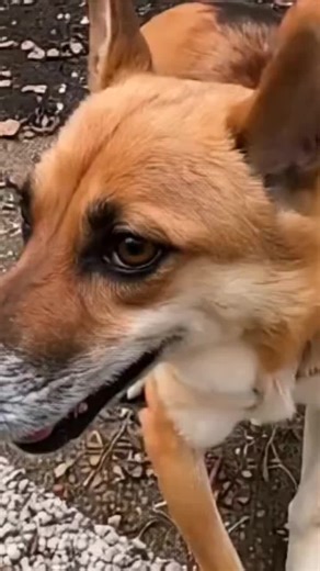 💬 Tell us about your dog in the comments! 🔔 Subscribe for more animal and motivational edits! 📺 Full content & more shorts on YouTube: @UniverseParallelX #dog #animals #shortsvideo #shorts #doglover #petshorts