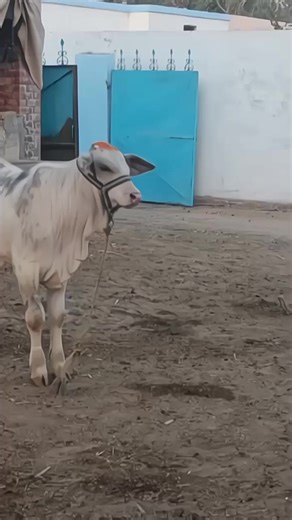 Understanding Cattle and Calf Management Techniques