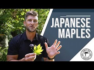Everyone Gets Japanese Maples Wrong. Here's What To Know