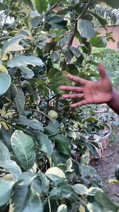 Some of you who recently bought Chinese/Variegated Lemon were asking me how does the fruit look. This is a video of one of the trees from our farm. This tree is in its 3rd year even though we have pruned it a couple of times. Gudulley Farms family ga yadda Chinese Lemon yake yaya a gonarmu. Yawancin mutane na tambaya na yaya yake idan ya girma ko yayi yaya. Ku kalli video. You can order for your Chinese Lemon and other plants from us. Call/WhatsApp 08091071707/08052753000. #gudulleyfarms #chines
