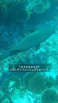 A big one has arrived! [Kabira Bay Glass Bottom Boat] A rare big one has appeared in the winter s...