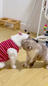 38K views · 1.9K reactions | Ộp pa sa ma chê  | Mèo Moon | Facebook