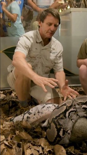 Robert Irwin Feeds Raccoon to GIGANTIC Snake | Crikey! It's the Irwins | Animal Planet