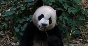 Giant Panda (Ailuropoda melanoleuca) in the forest