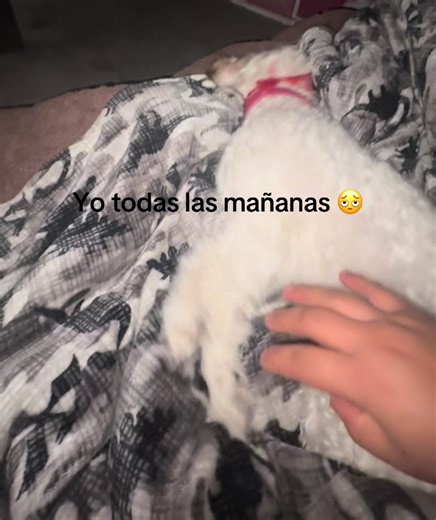 Momentos divertidos con mascotas que te harán reír