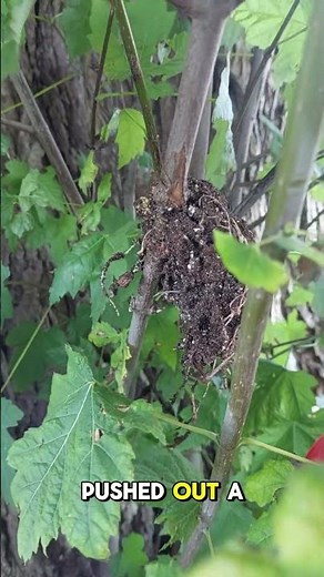 We Propagated a 100-Year-Old Maple Tree with Air Layering 🍁