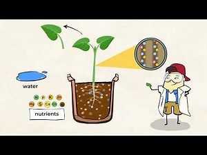 The grass is greener with air and water ⁠— plants | MightyOwl Science | 5th Grade