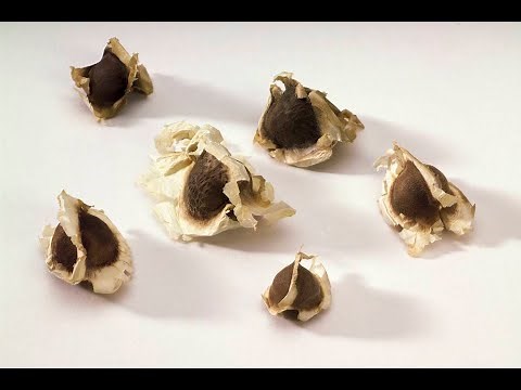 How To Eat Moringa Seeds moringa oleifera