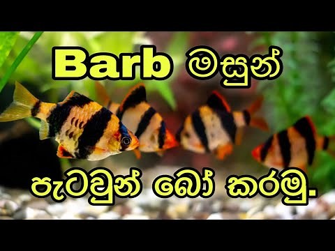 How To Breed Barb fish/Tiger Barb/in Sinhala