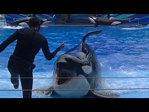 Orca Encounter Cancelled!!! July 18, 2020 - SeaWorld Orlando