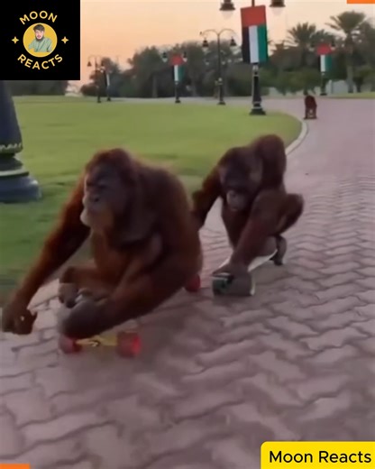 25K views · 174 reactions | Extremely rare and amazing moments from the animal world | Moon Reacts | Facebook