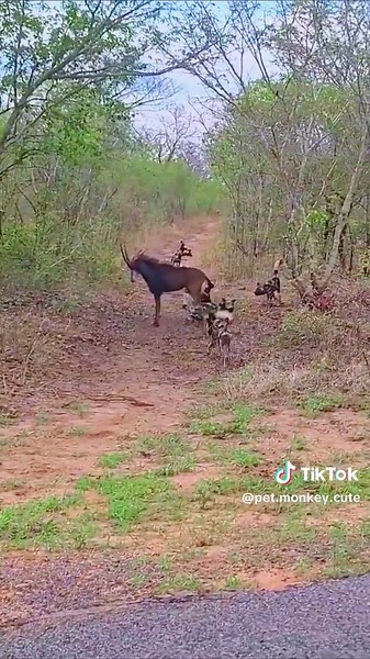 Brave sable #animal #animalwildlife #animalwild #wild