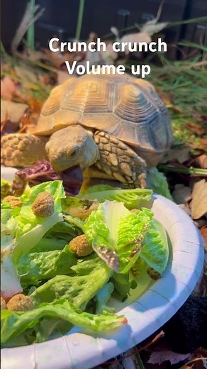 Archie the Sulcata Tortoise Crunching Loudly on Fresh Greens 🥬🐢