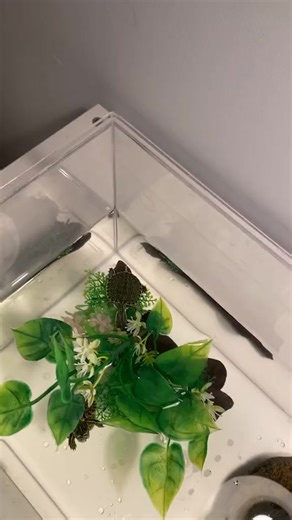 Pluto eating for the first time after 6 days 🥹 #turtle #turtles #turtletok | TurtleNest Diaries