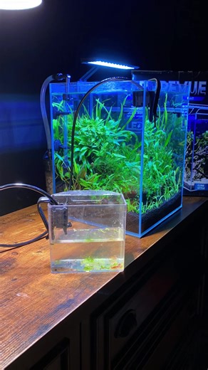 Drip Acclimating Shrimp in a 5.5 Gallon Cube Tank