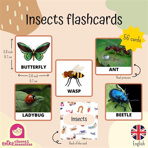 Insect Flashcards Printable PDF | Bug Vocabulary Cards for Kids | Montessori Nature Learning | Classroom & Homeschool Resource - Etsy