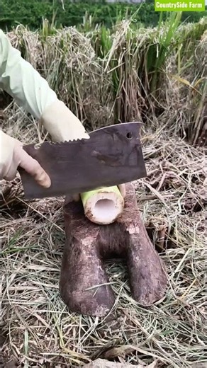 🎋🔪 Outdoor Bamboo Shoot Husk Peeling & Ring Slicing Knife Skills
