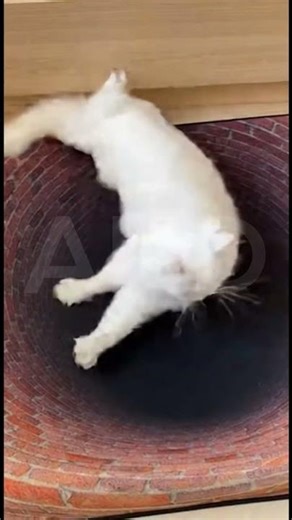 Cat Falls for 3D Hole Rug Illusion 😂🐱