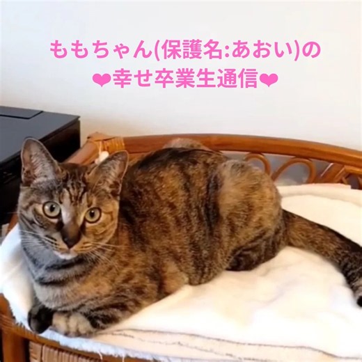 幸せ卒業生通信❤️ももちゃん(保護名：あおい）