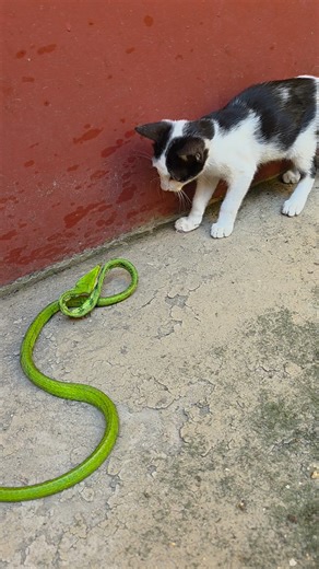 Cat Vs Green Tree Snake #highlightseveryone | Mobarak Snake Panchet
