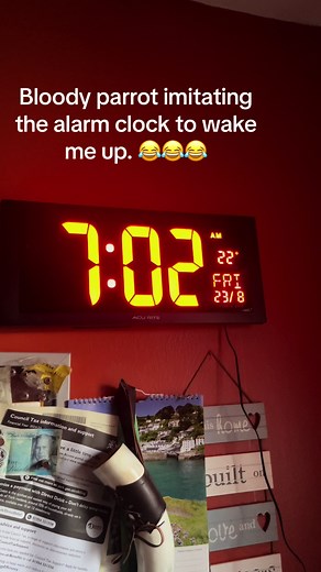 Parrot Imitates Alarm Clock for Early Wake-Up