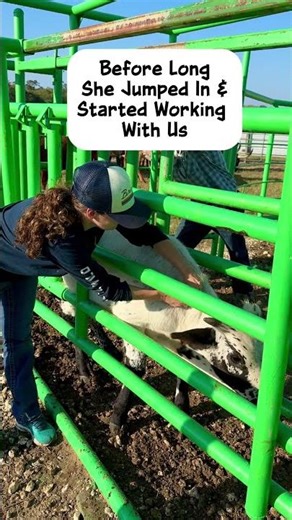 Working Longhorn Cattle in a Chute