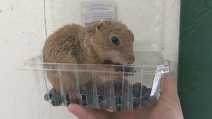 Open Today: 2-7 | Even Keel Exotics