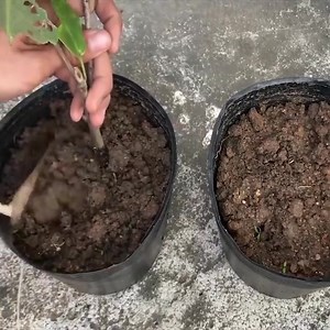 How to propagate some fruit trees | 𝐀𝐝𝐨𝐫𝐚𝐛𝐥𝐞 𝐆𝐚𝐫𝐝𝐞𝐧