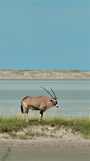 Oryx at Etosha National Park in Namibia