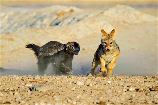 The Ferocious Honey Badger is So Fearless It’ll Battle an Entire Wolf Pack