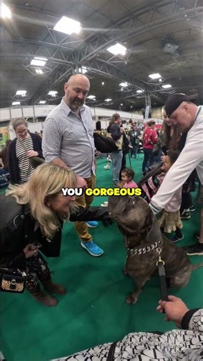 First reaction… CUDDLE or KEEP DISTANCE? 🐕👇\n\n#canecorso #dog #Crufts #crufts2026