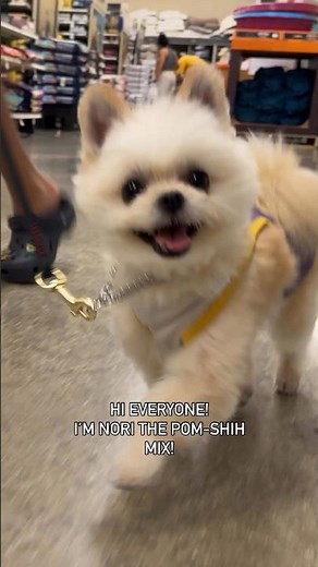 Have you ever seen a Pomeranian & Shih-tzu mix? 🐶 -The Ramen Dogs #dogoftheday #pomerinian #shihtzu