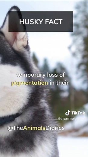 Understanding Husky's Snow Nose Phenomenon