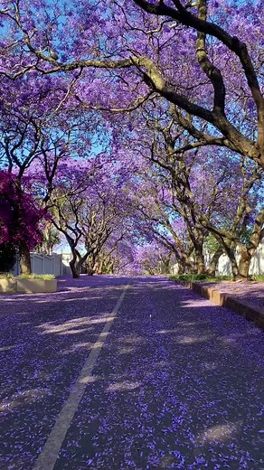 #jacaranda #purplerain #spring #southafrica #fyp #dc #trees #wiosna #rpa #trip #beautiful
