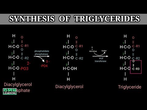 Triglyceride Synthesis | Triacylglycerol Synthesis | TAG Synthesis | Part 2 |