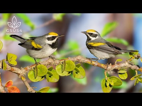 Birds Singing | Soothing Nature Sounds for Relaxation & Meditation - 11 Hours Nature Sounds