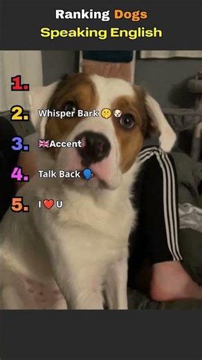 Top 5 Dogs Speaking English 🐶😂