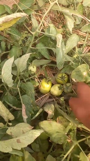 #Farming# 20 mar 2026